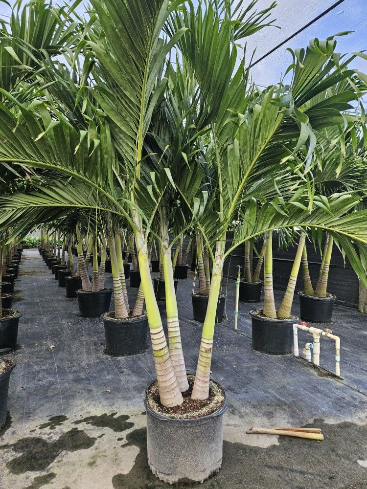 crhistmas Palms staring 6 to 7 feet tall and up Instant decoration single double triple