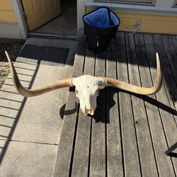 Huge Longhorn Skull mount