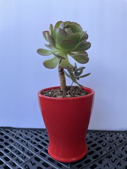 Succulent SEE OTHER OFFERS