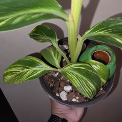 Variegated Shell Ginger Plant