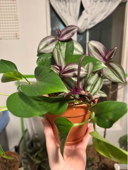Healthy Indoor House Plant Pothos & Wandering Jew in 6” planter