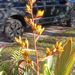 Blooming Bromeliad Landscape Plant Potted Plant