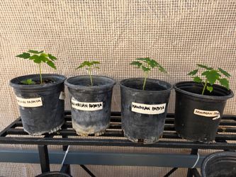 Hawaiian Papaya Seedlings – $10 each.