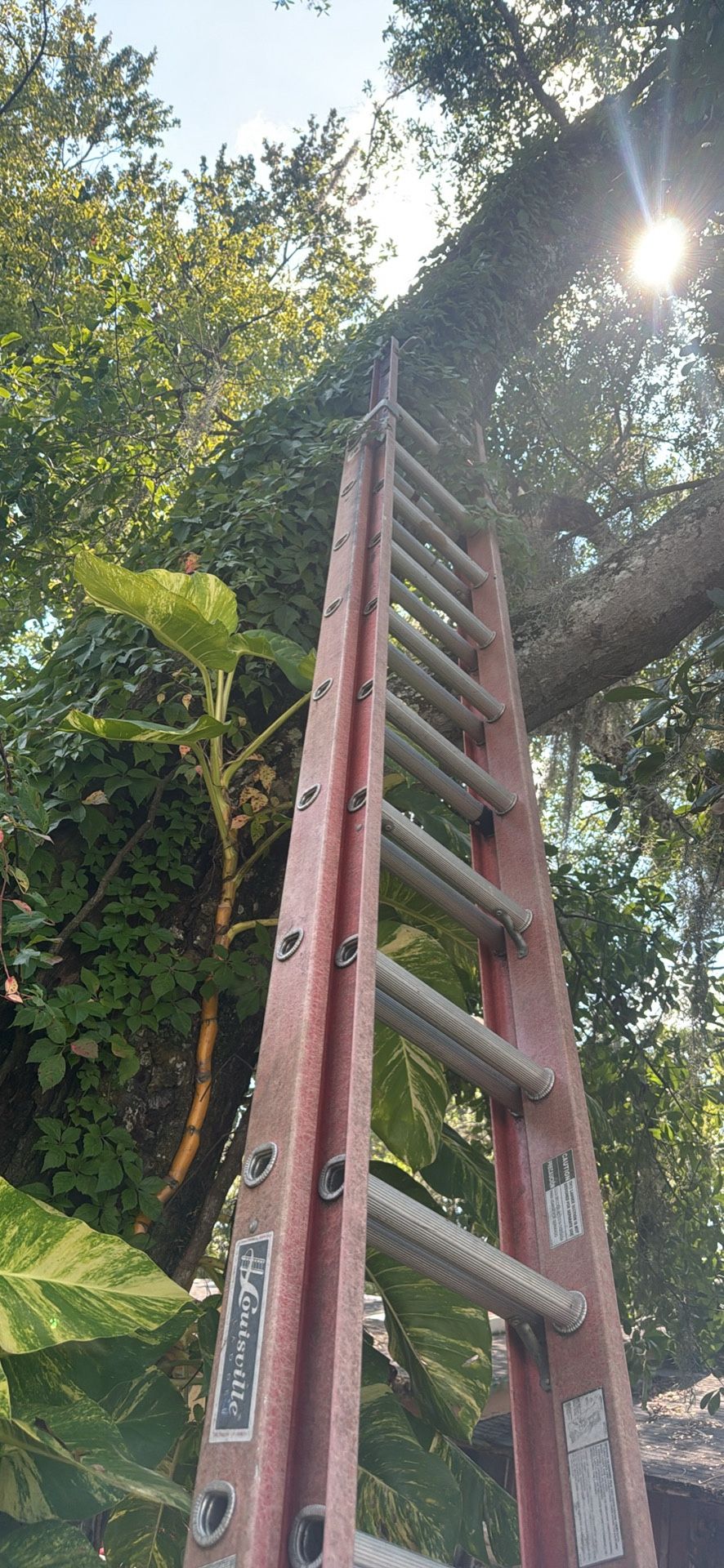 Ladder