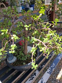 Elephant bush