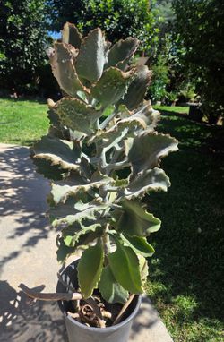 4 feet kalanchoe