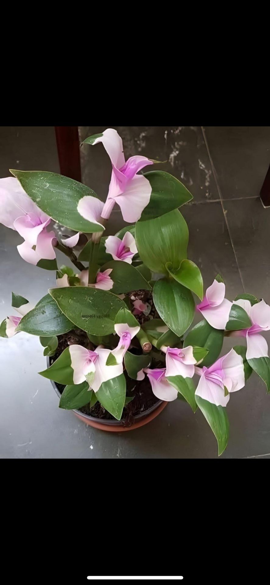 Tradescantia Blushing Bridge