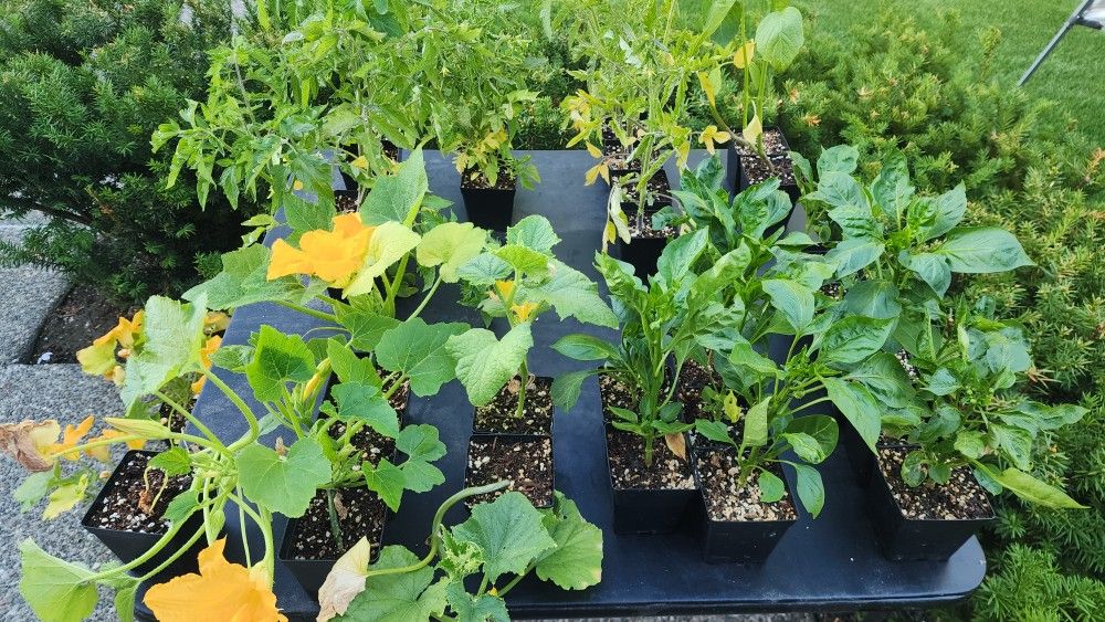 Blooming Vegetable Plants