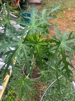 Papaya tree