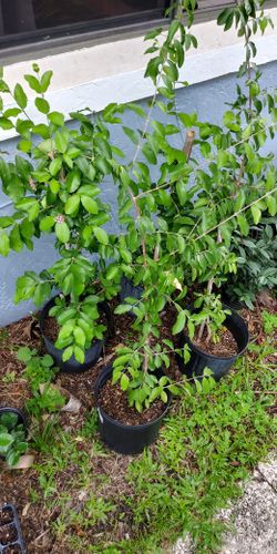 Flowering Acerola Trees