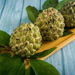 Sugar-Apple Fruit Trees