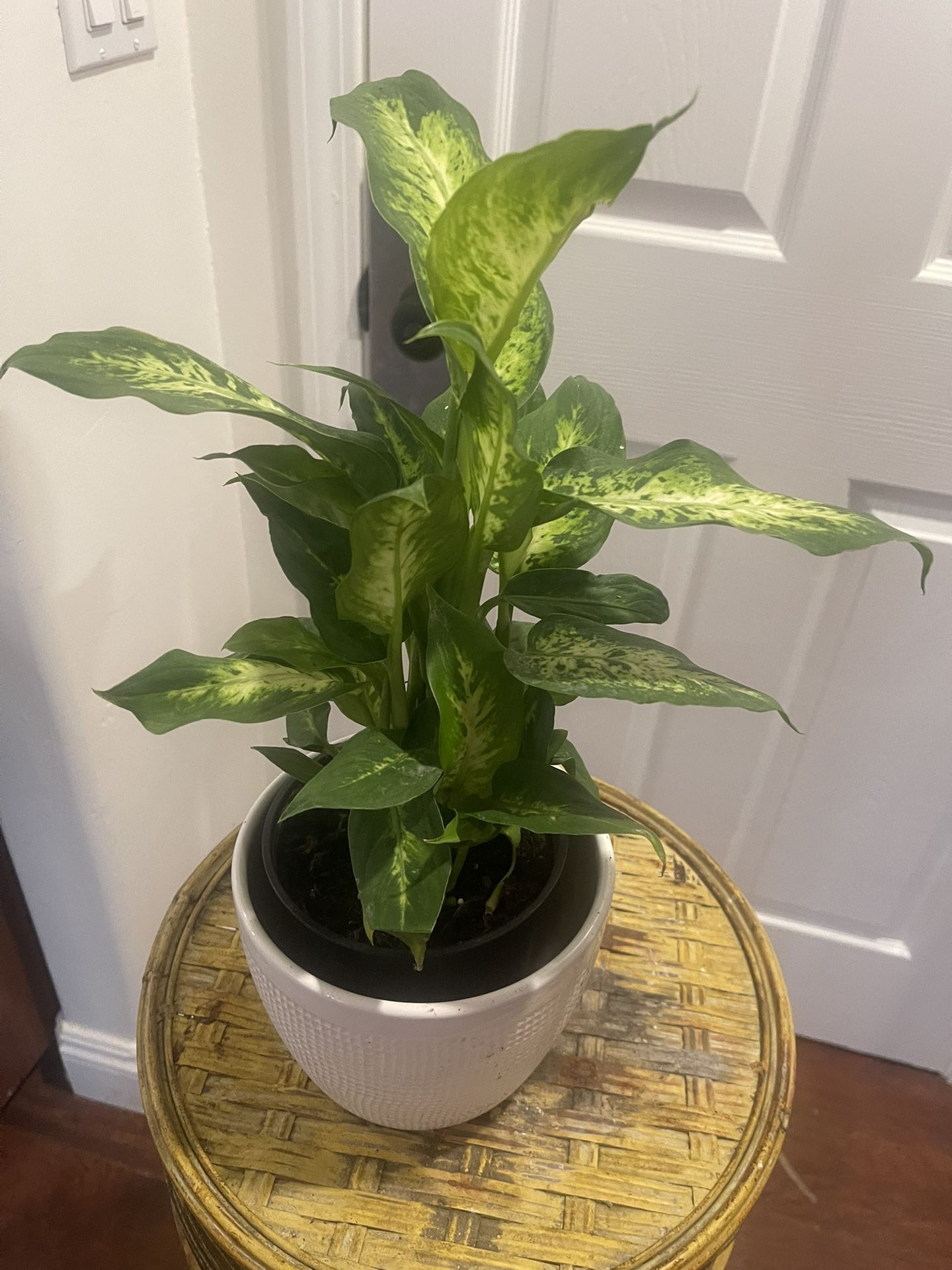 Plant For Room In Ceramic Pot
