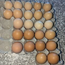 Free Fertilized Hatching Eggs