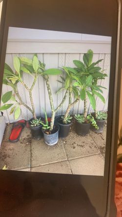 Plumeria o hawaiana blanca $10 cada una
