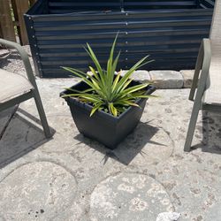 Pineapple Live Plant In Plastic Planter Pot 