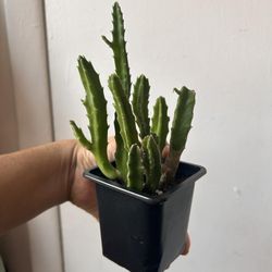 Stapelia Gigantea (yellow)