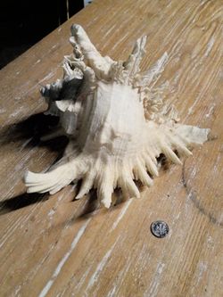Murex shell