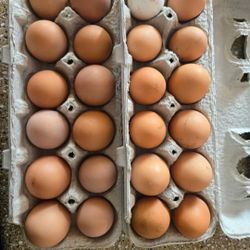 Fresh Eggs $10 a Dozen 