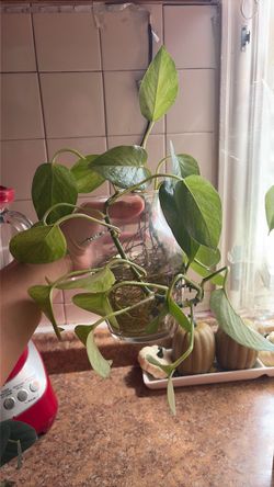 Pothos in glass jar
