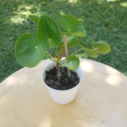 Potted Plant