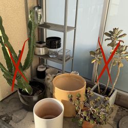 Free Pots And Jade Plant 