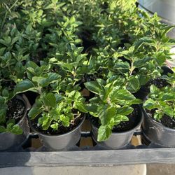 Herbs Yerba Buena Mint Italian Oregano 