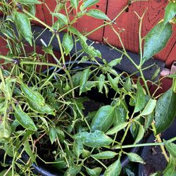 Chilli Plant