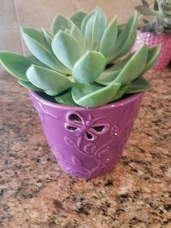 Succulents