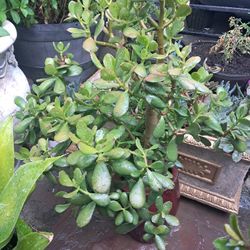 Jade Plant