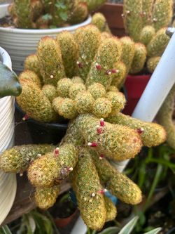 Cactus