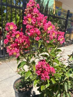 Crape Myrtle in 5 galon