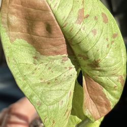 Syngonium Milk Confetti 