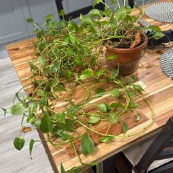 Plant