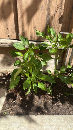 Bell peppers
