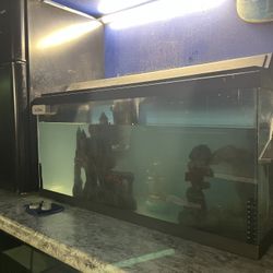 Fish Tank 