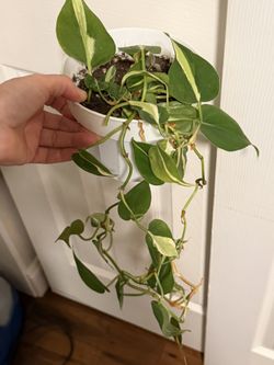 Philodendron Silver Stripe