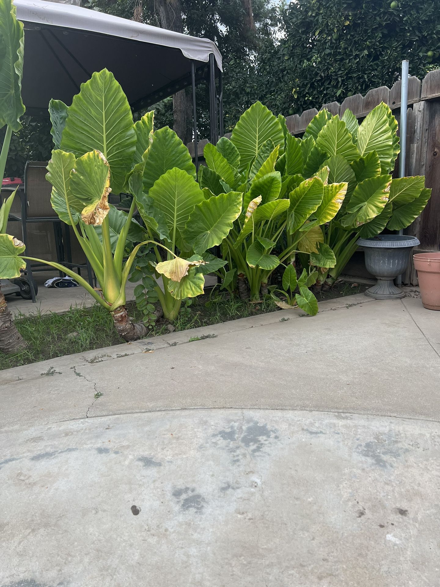 Elephant Leaf Plant