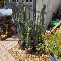 Cactus Blue Montrose $25, from 28 Inches To 51 Inches Talll, 9 to choose from.. They Get  6 inch WHITE FLOWERS...