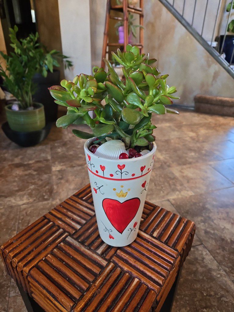 Live Jade Plant In 8in Ceramic Pot With Shells