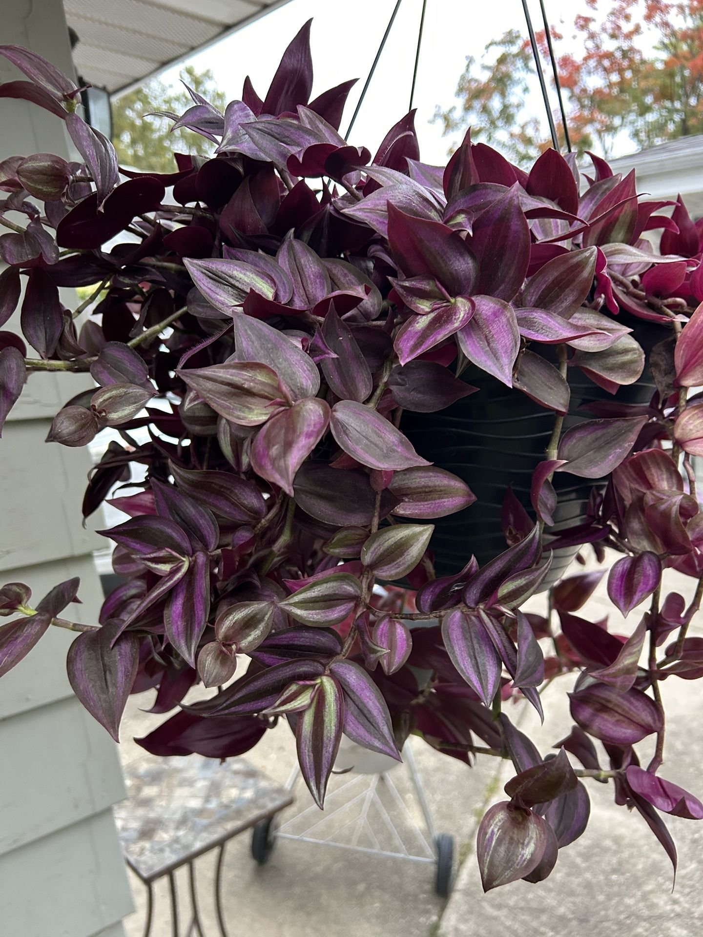 Wandering Jew plant