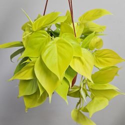 6" Philodendron 'Neon Cordatum'