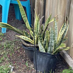 Bromeliads, Snake Plants, Plumeria. 