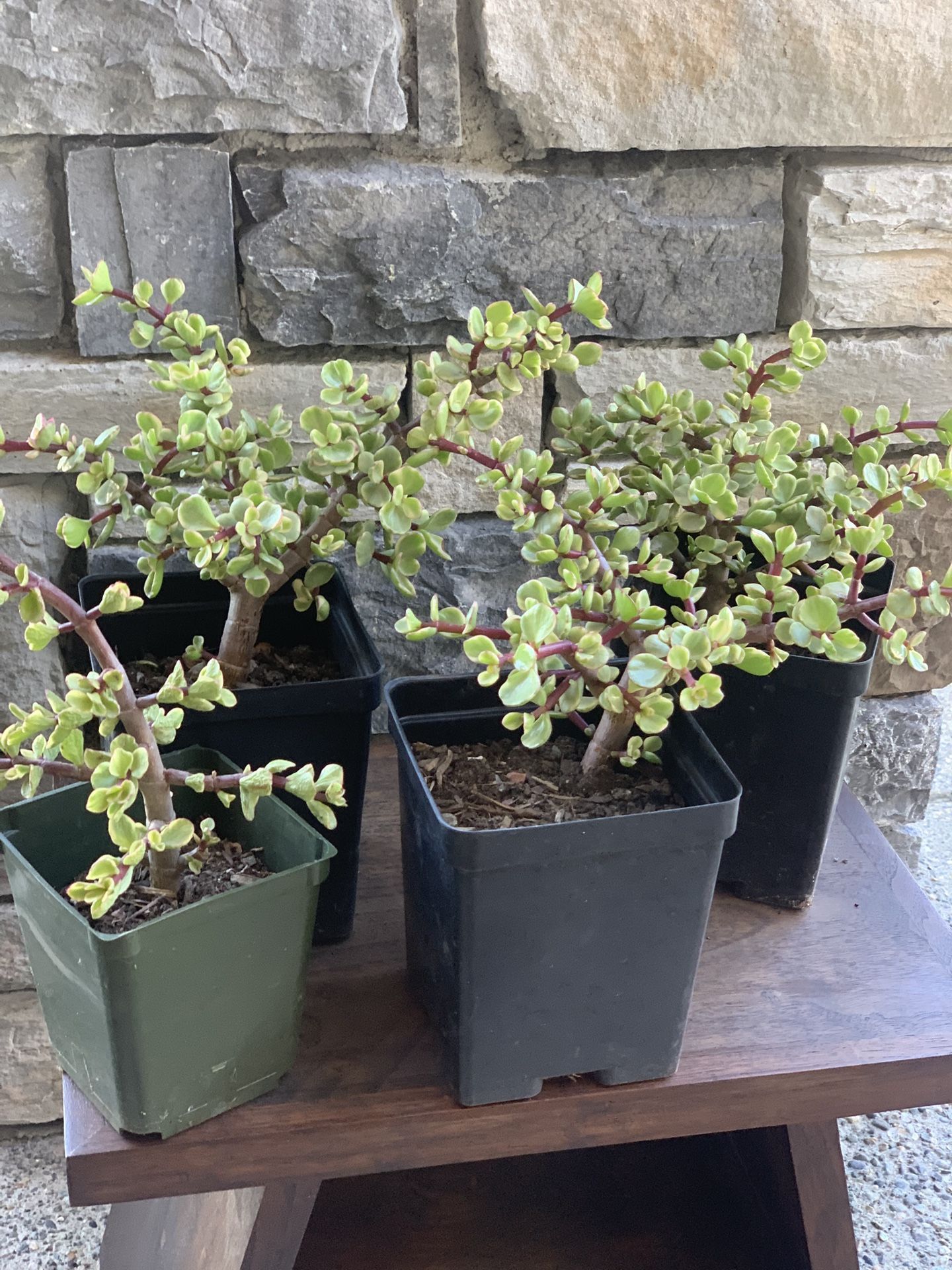 Succulent “ Elephant, Bush” four dollars per container