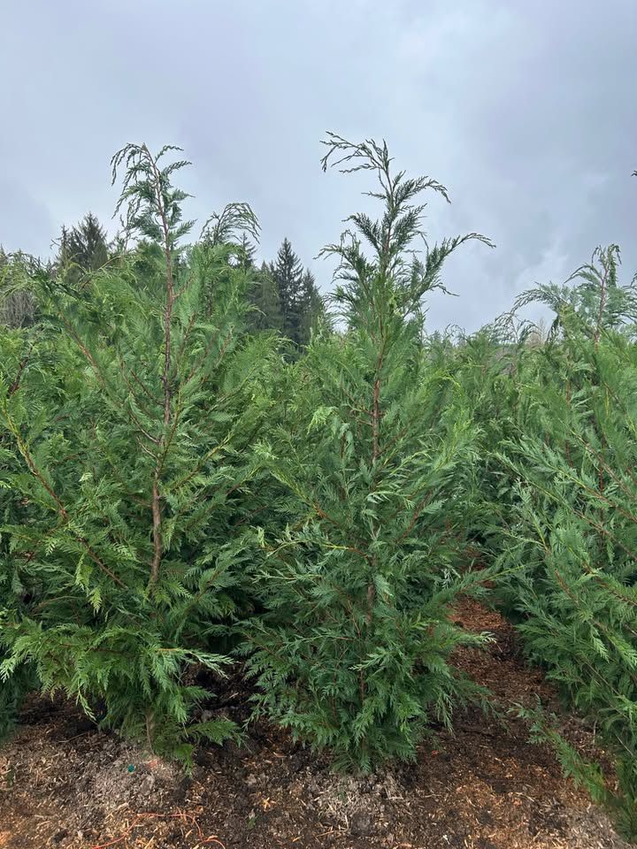 7’ Leyland Cypress Trees