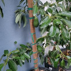 Hass AVOCADO TREE 