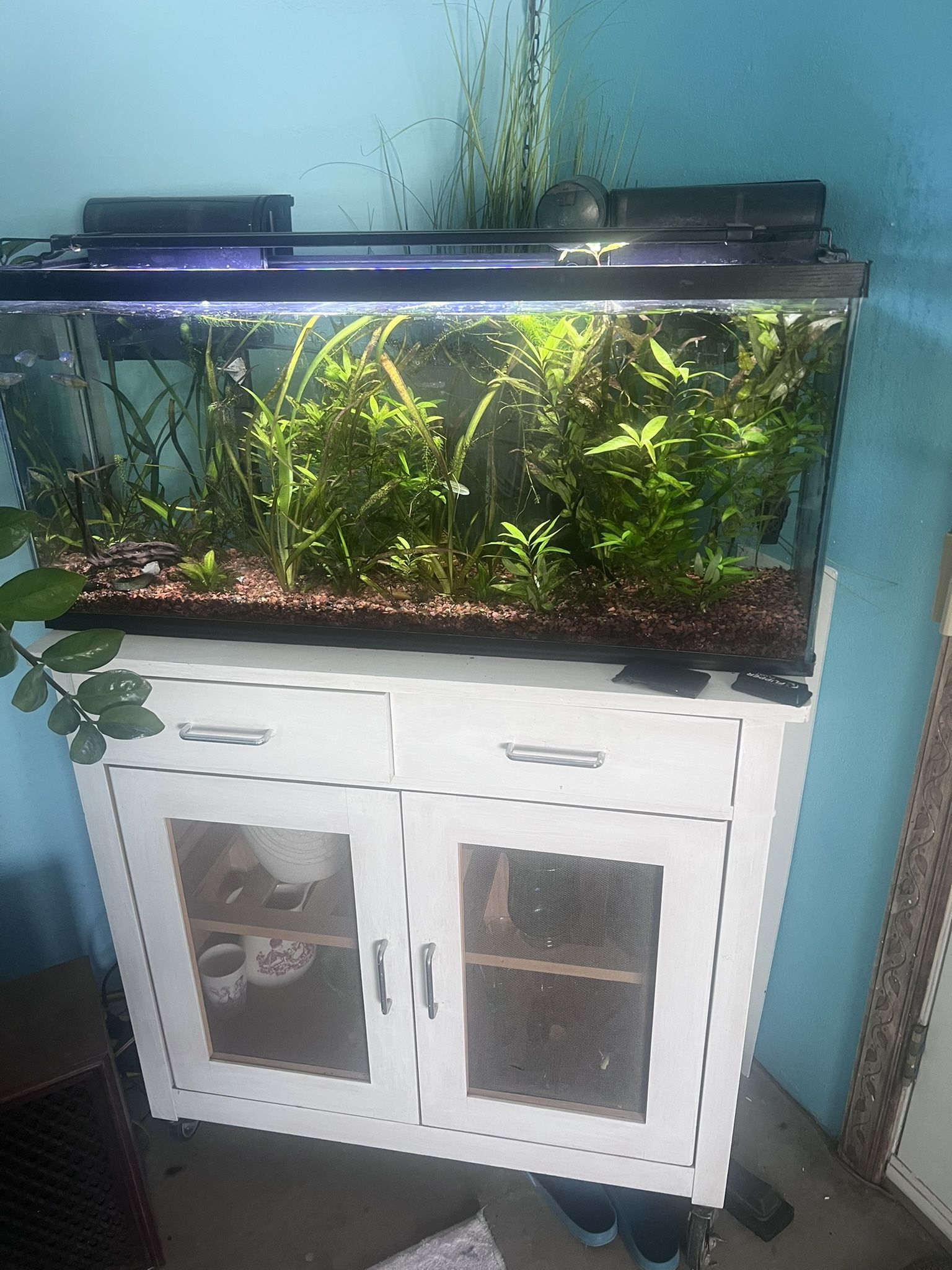 Gorgeous fully planted freshwater aquarium