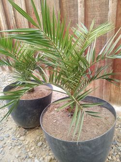 Phoenix Canarius Date palm