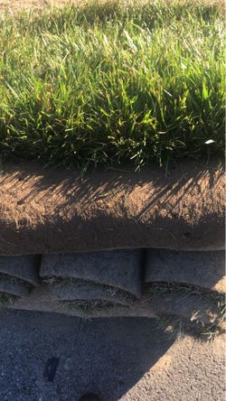 fresh sod rolls