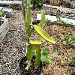 Dragon fruit Plants (organic, 2 Plants In 1 Gallon Pot)