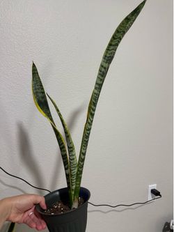 Snake plant #2